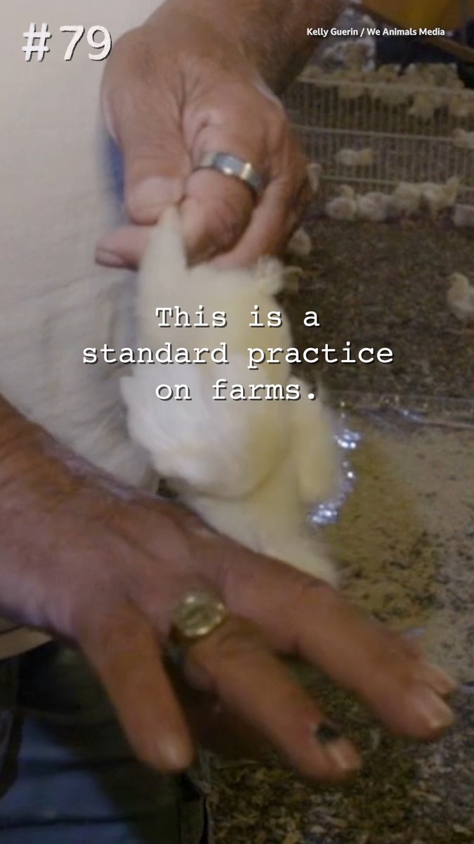 His neck was violently separated from his body, all because he can’t produce eggs, and is therefore seen as useless to the egg industry 💔