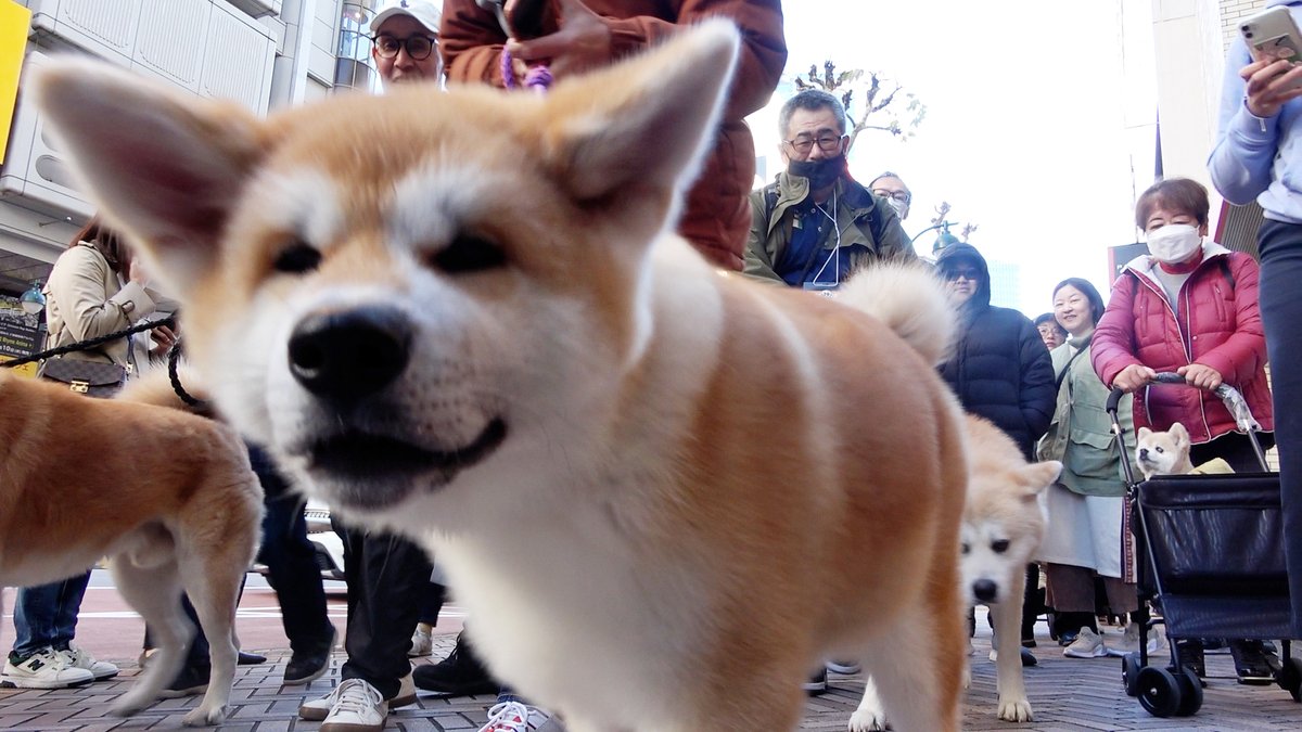 秋田犬である忠犬ハチ公の生誕100年を記念し、東京都渋谷区で秋田犬の散歩パレードが2日、行われました。主催者によると、パレードには約40頭の秋田犬が参加しました。 記事→ #秋田犬 #忠犬ハチ公