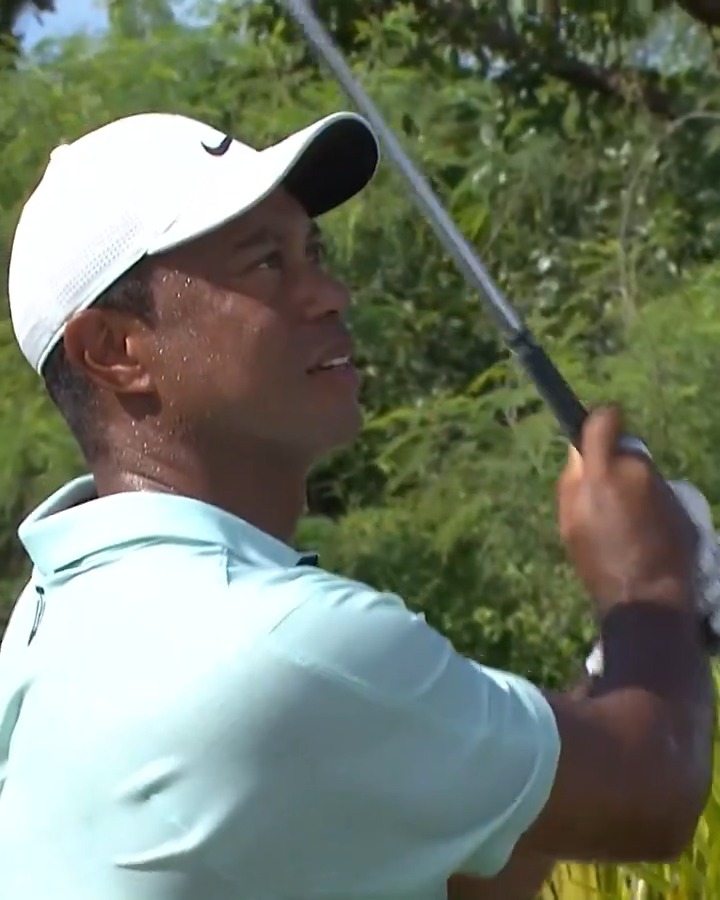 Tiger going right at it 🎯