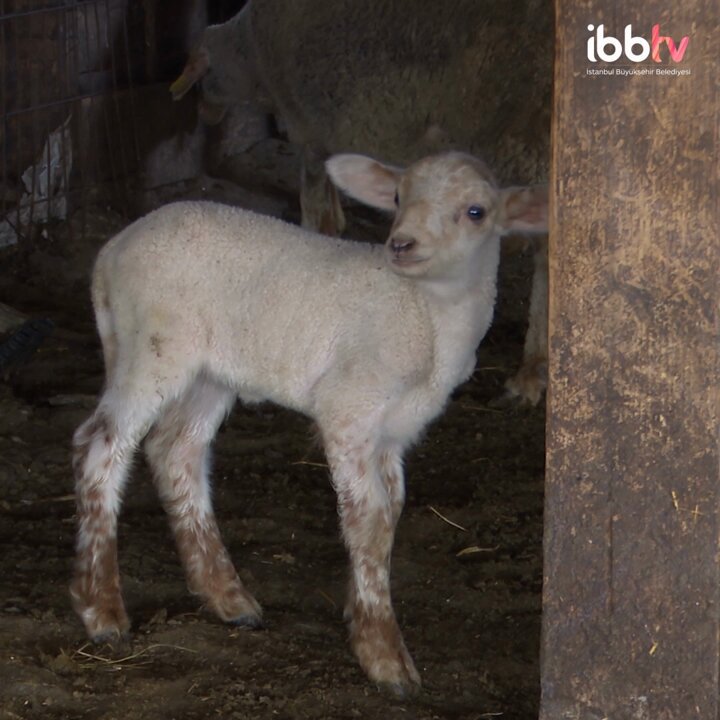 “İlk defa İmamoğlu’ndan, İBB’den görüyoruz.” İstanbullu üreticinin yanında oluyoruz, kuzu besi yemi desteğine devam ediyoruz.