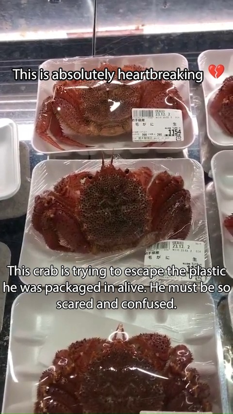 It’s completely mind-blowing that someone could look at this struggling animal and think “food”. The packaged containers of meat you see on grocery store shelves were all once feeling beings whose lives were stolen from them. Don’t consume cruelty, go vegan.