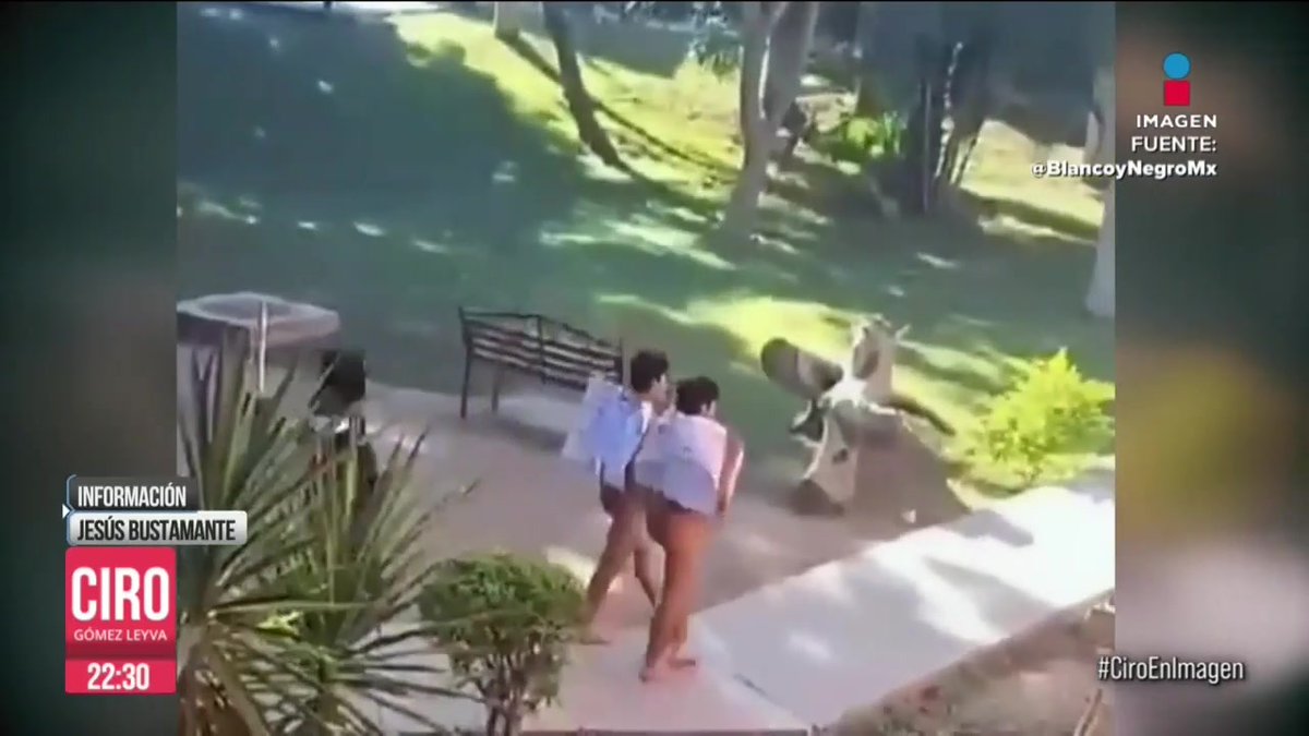 Desnudos y con cartulinas pegadas al cuerpo, fue como un grupo criminal hizo que dos estudiantes de la Universidad Autónoma de Occidente, en #Guasave caminaran por las calles mientras los golpeaban con una tabla por vender vapeadores: