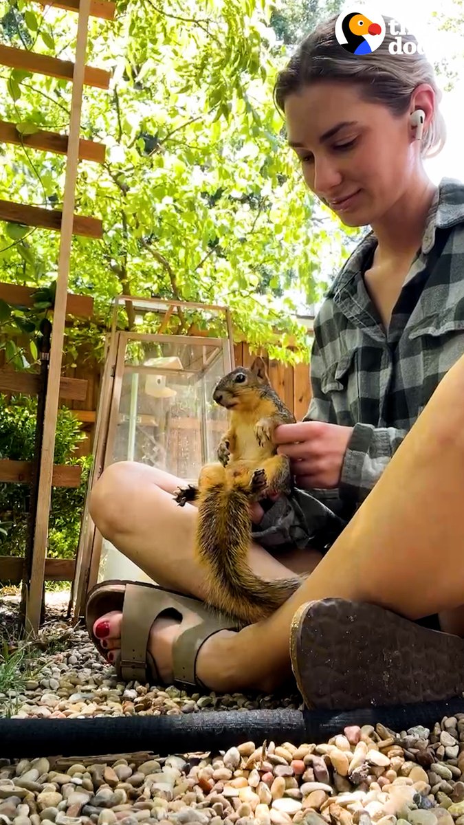 Wild squirrel still comes back to visit the woman who rescued him — he taps on her window asking her to wrestle him!