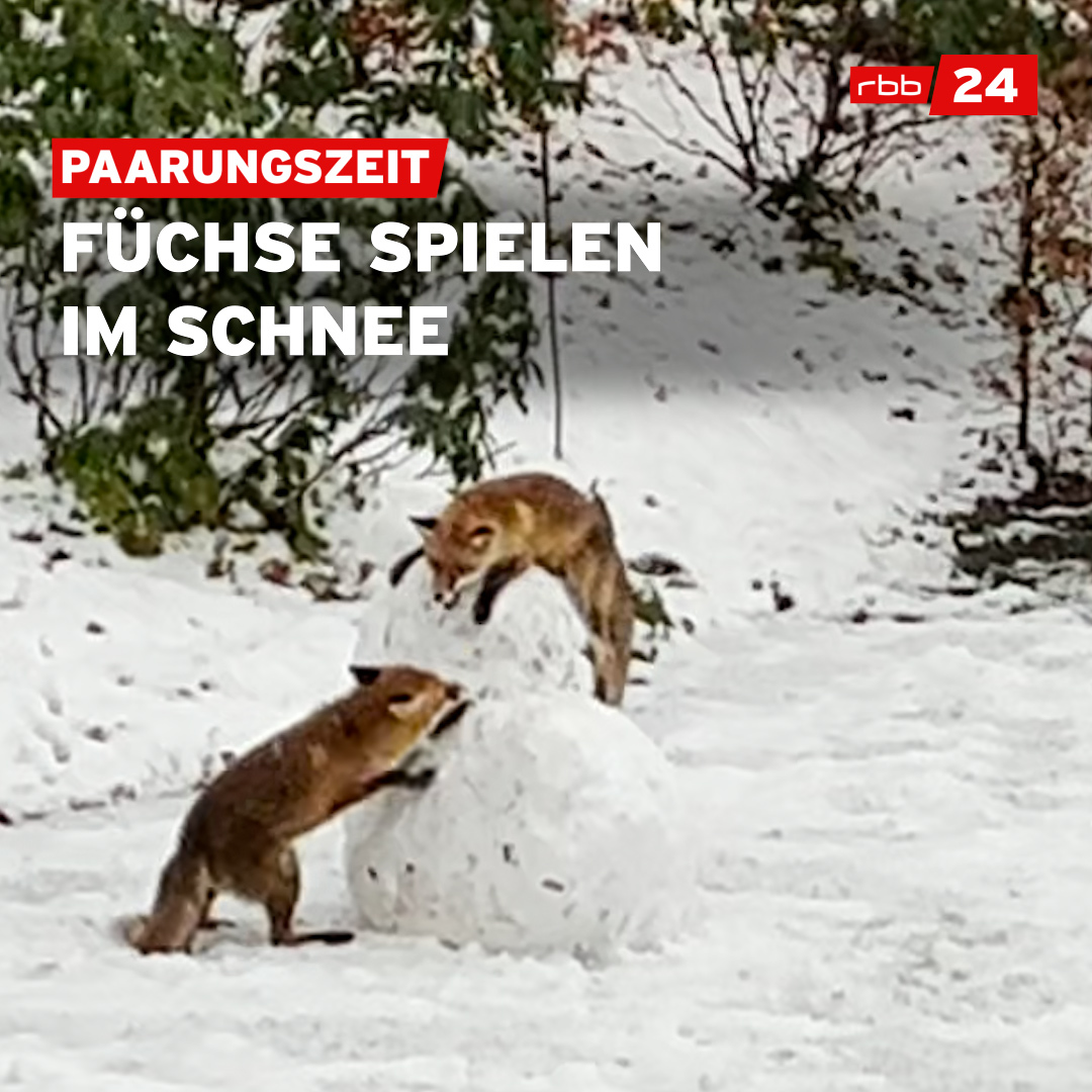 Wenn sich viele von uns am liebsten zu Hause einkuscheln, beginnt für die #Rotfüchse die Zeit der Partnersuche. Mindestens 3.000 #Tiere gibt es in #Berlin - zwei von ihnen haben sich kürzlich in einem verschneiten Garten getroffen.