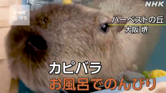 「カピバラ」がお風呂でのんびり♨ 大阪 堺の農業公園で冬に特製の風呂を設置 リラックスした表情でさながら湯治 🎵 #nhk_video