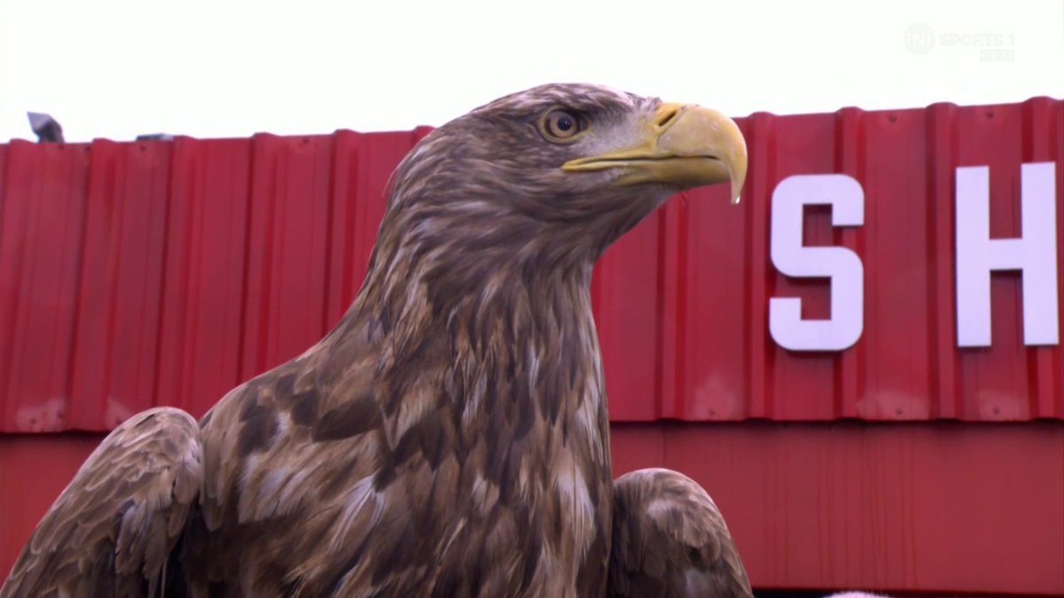 An Eagle's come out at Selhurst Park 🦅 Rio: "I'm not good around birds" Peter: "Aye that's not true" 🤣 What did you mean by that Peter Crouch? 😏