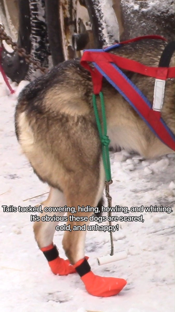 These dogs clearly don’t want to be there, but they’re forced to run 1,000 miles in extreme weather. We must end the Iditarod dog sled race.