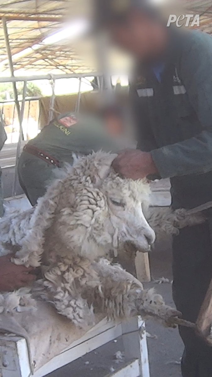 This alpaca is so terrified from being violently sheared that they’re vomiting. This is what you’re paying for when you buy alpaca wool products.