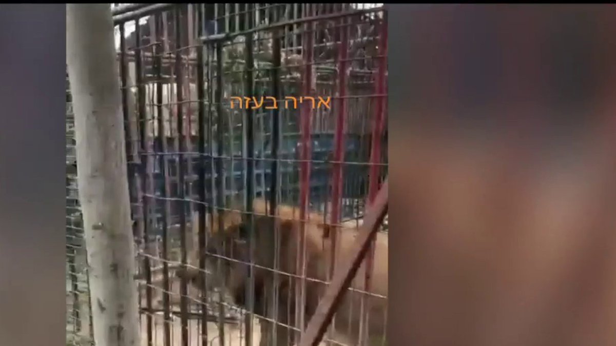 Un lion en cage découvert dans le zoo de Gaza