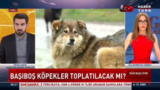 📌Sahipsiz köpek sorunu nasıl çözülür? Barınaklar sorunu çözer mi? Habertürk Ankara Temsilcisi Fevzi Çakır #GünBaşlıyor'da Ela Rumeysa Cebeci 🇹🇷'ye değerlendirdi.