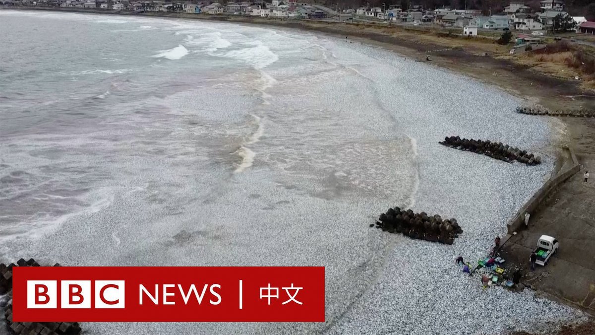 日本北海道港口城市函馆的海岸线上突然出现成千上万的死鱼,它们随着海浪被冲上海滩,绵延超过一公里。鱼群大规模死亡的原因尚不清楚。