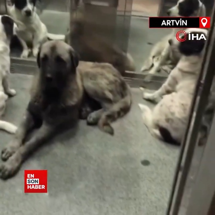 Asansöre yerleşen sokak köpekleriyle yolculuk!