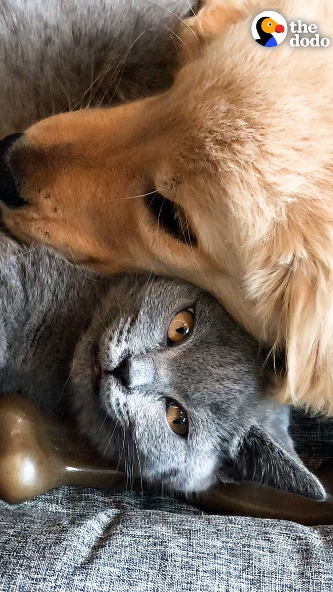 Golden puppy and cat have been best friends since Day 1 — watch what happens 5 years later❤️