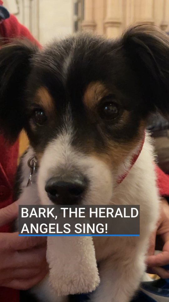 Bark, the herald angels sing! Dogs and their owners have been enjoying the annual Peata therapy dog carol service at Christ Church Cathedral in Dublin 🐶🎶 |