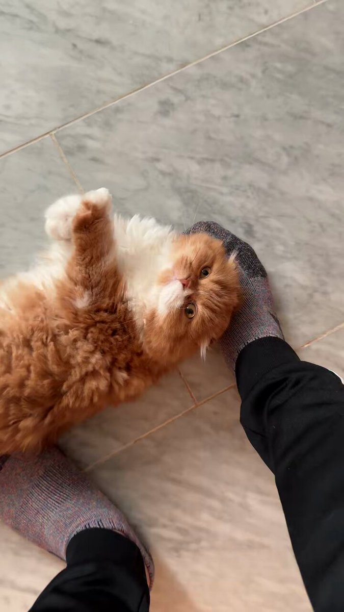 大切な日は朝から頑張れと必ず応援してくれるもふこ😻🐈 本日 #YTFF 当日。楽しんで行きましょう。