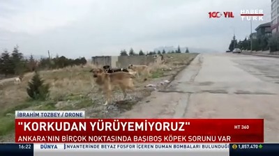 Sürü halindeki sahipsiz köpekler tedirgin ediyor. Ankara'nın birçok noktasında başıboş köpek sorunu var.