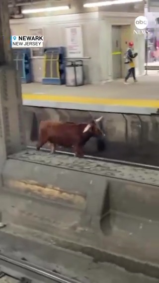 HOOFING IT: Commuters from New Jersey to New York experienced delays due to some unusual congestion — when a bull on the loose made its way onto the tracks.