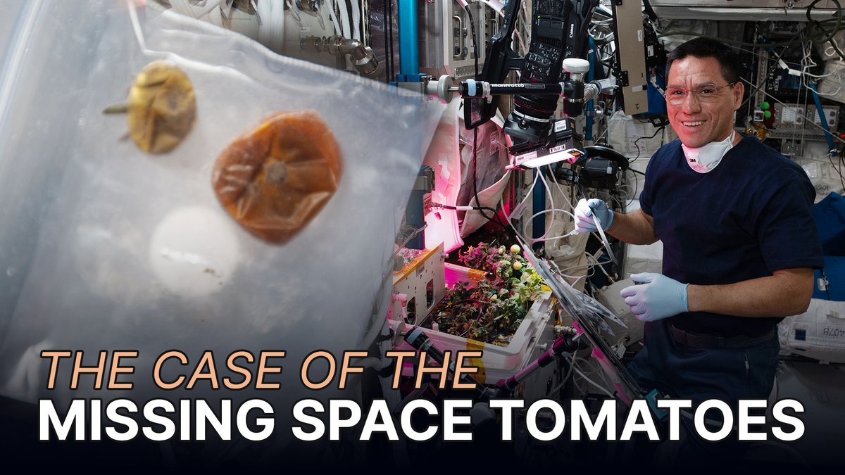 One small step for tomatoes, one giant leap for plant-kind. 🍅 Two rogue tomatoes were recovered after roaming on station for nearly a year. NASA Astronaut Frank Rubio accidentally lost the fruit while harvesting for XROOTS, a soil-less plant experiment.