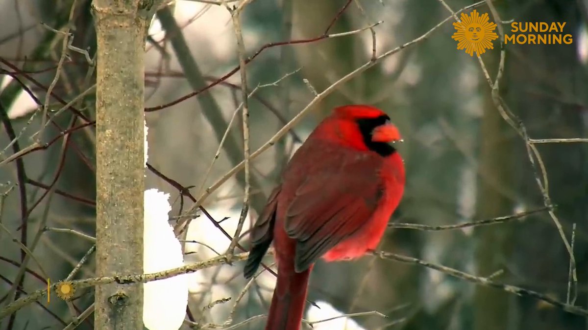 Take a minute, turn up the volume as we bring you songbirds in the snowy woods near Buffalo, N.Y. Videographer: Carl Mrozek.