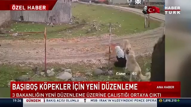Başıboş köpekler için yeni düzenleme... 3 bakanlığın yeni düzenleme üzerine çalıştığı ortaya çıktı. Başıboş köpek sorunu nasıl çözülecek? Habertürk TV Muhabiri Esra Nehir'in #ÖzelHaber'i.