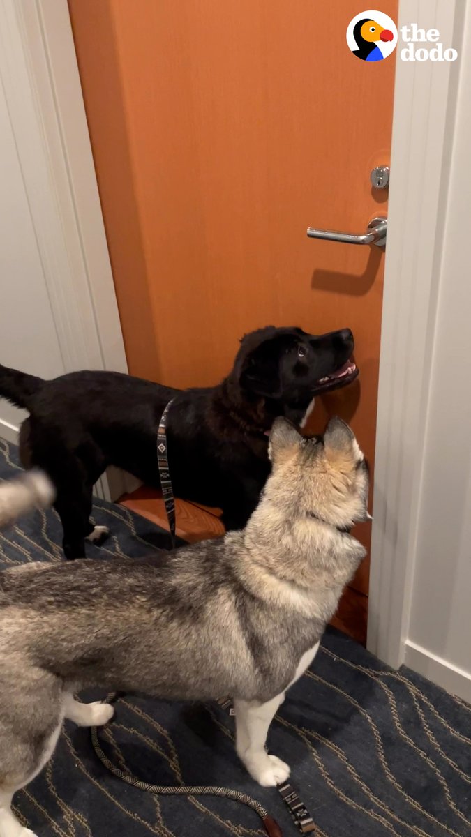 This dog sprints down the hall to her best friend's apartment every day for a playdate — wait until they meet another neighbor on their floor ❤️