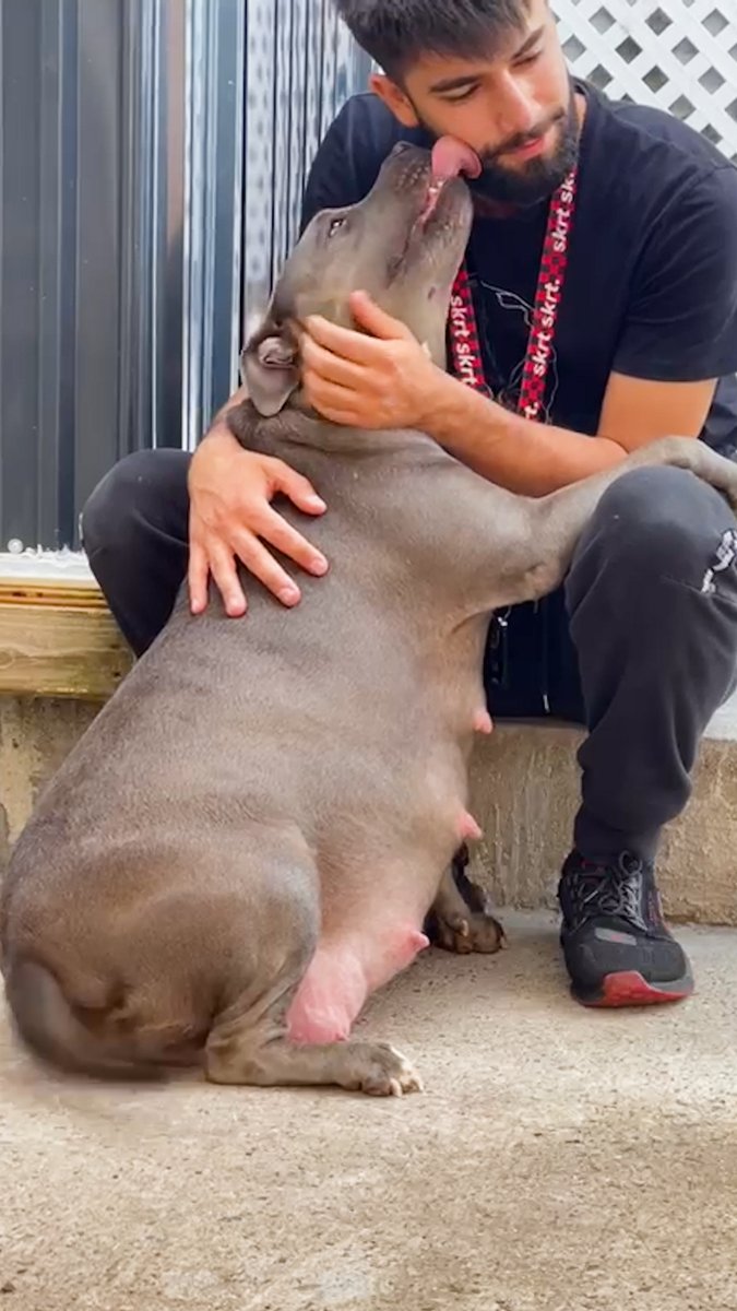 Pregnant pittie waits until her sister is rescued to give birth — now she co-parents her puppies with her sister ❤️