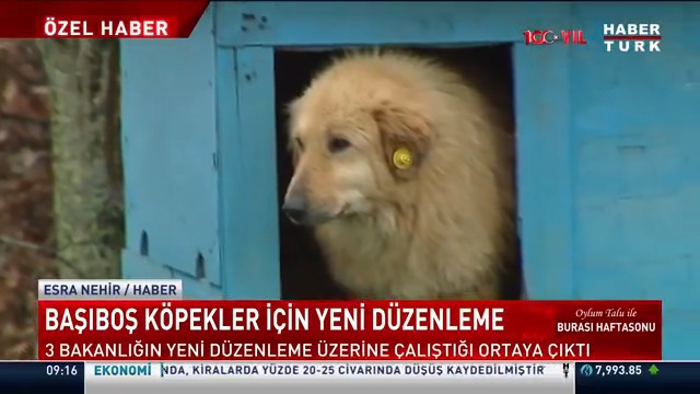 📌Başıboş köpekler için yeni düzenleme... 3 bakanlığın yeni düzenleme üzerine çalıştığı ortaya çıktı. Başıboş köpek sorunu nasıl çözülecek?