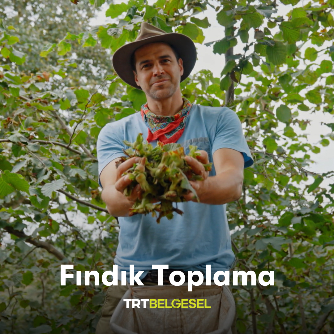 Ordu’ya giden Reshad, misafir olduğu ailenin fındık toplama işine yardım ediyor. 👨🏽🌾 “Zorlu İşler”, yeni bölümüyle 19.00’da TRT Belgesel’de.