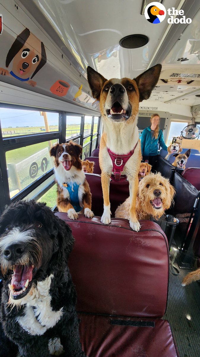 Guy fills up his school bus with dogs every day and takes them to the best school ever 😍