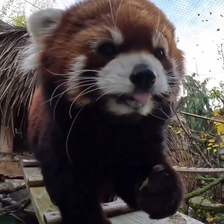 You can chew it Moshu