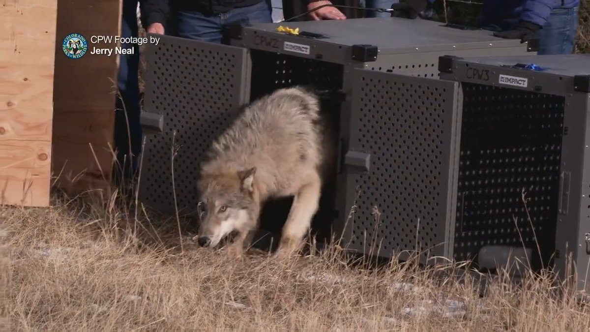A historic day for Colorado and for the first time ever — we released 5 wolves, 3 males and 2 females, in Grand County today. Captured in Oregon, the wolves were evaluated by our veterinarians & biologists, fitted with GPS collars & transported to Colorado for their release.