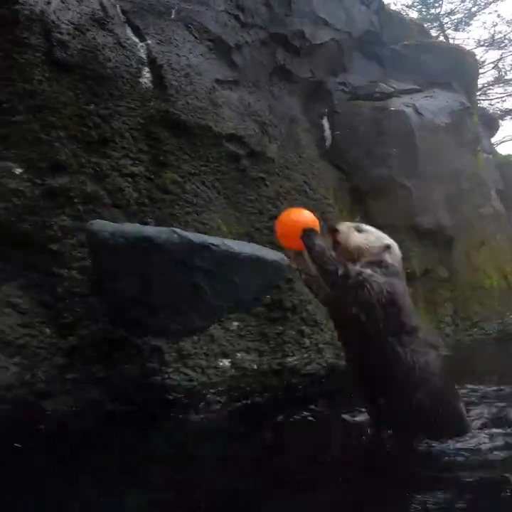 Otter chaos