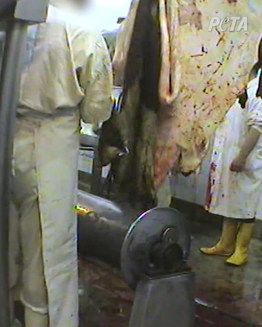 Did you know that every year, more than ONE BILLION animals are slaughtered in the global leather industry? Yes, ONE BILLION individuals who value their lives just as much as you do.