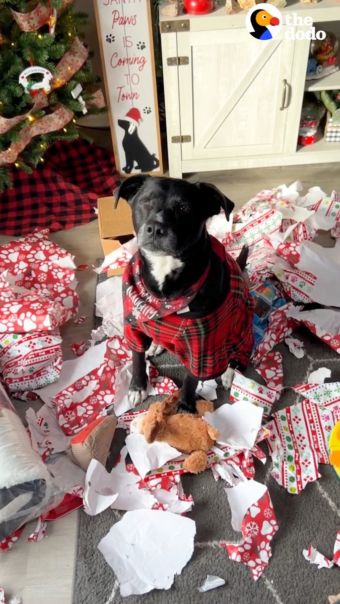 Pittie cries of happiness when he sees Santa Claus on TV, so mom gives him the ultimate Christmas surprise ❤️