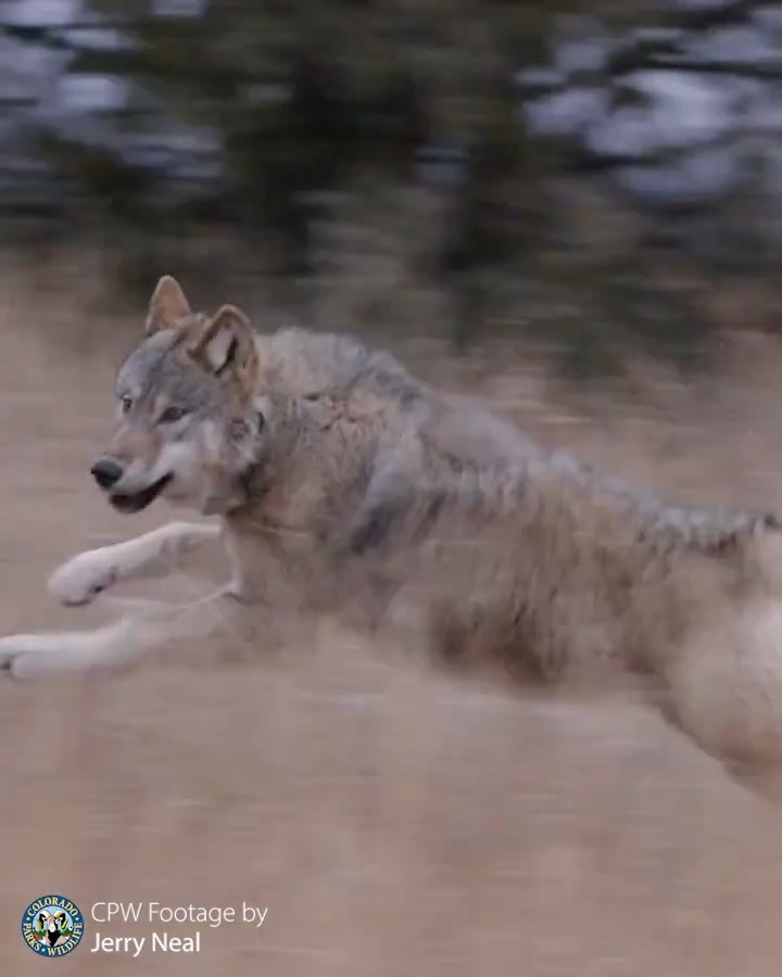 On Monday Dec. 18, we released 5 wolves in Grand County & since then, we have released 5 more in Summit/Grand counties bringing our total released wolves in Colorado to 10 — 4 males and 6 females. We will continue working to reintroduce 15 wolves total by mid-March 2024.