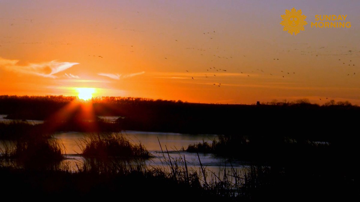 Sunday Morning Nature Take a minute, turn up the volume, as we leave you this Sunday with some 500,000 snow geese on Lake Thompson in South Dakota. Videographer: Kevin Kjergaard.