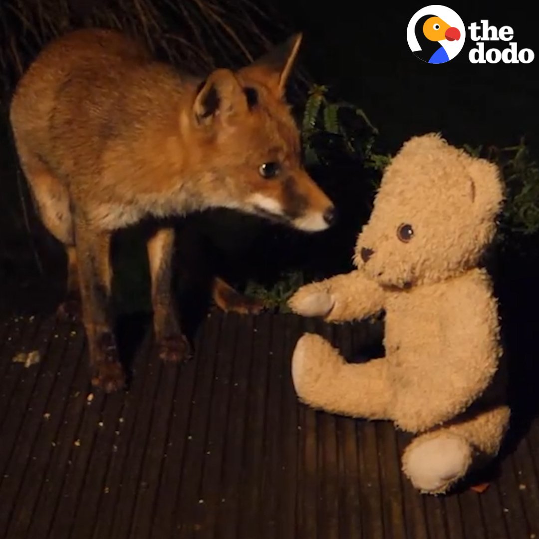 The Figen Baby foxes showed up in this woman’s backyard, so she gave them toys