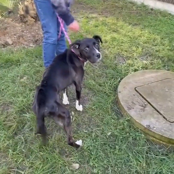 Accueillie au refuge #30millionsdamis de la Tuilerie (77) peu avant #Noël, cette labrador femelle ne pesait que 12 kg ! Après 4 jours de soins auprès de nos équipes, elle retrouve l'appétit et reprend petit à petit confiance en l'humain. 🎥