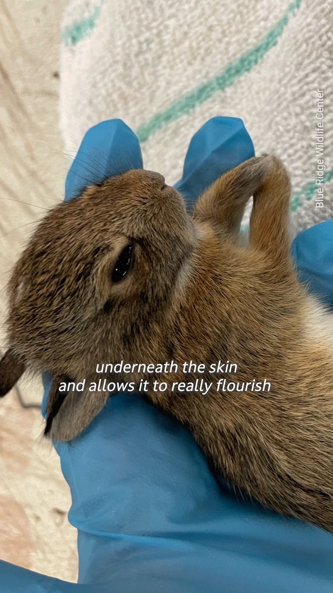 When “no-kill” policies turn cats away, they don’t just abandon vulnerable cats—they’re killing wildlife, too 💔 Read Jonathan Franzen's exposé on the hidden consequences of these policies today ➡️