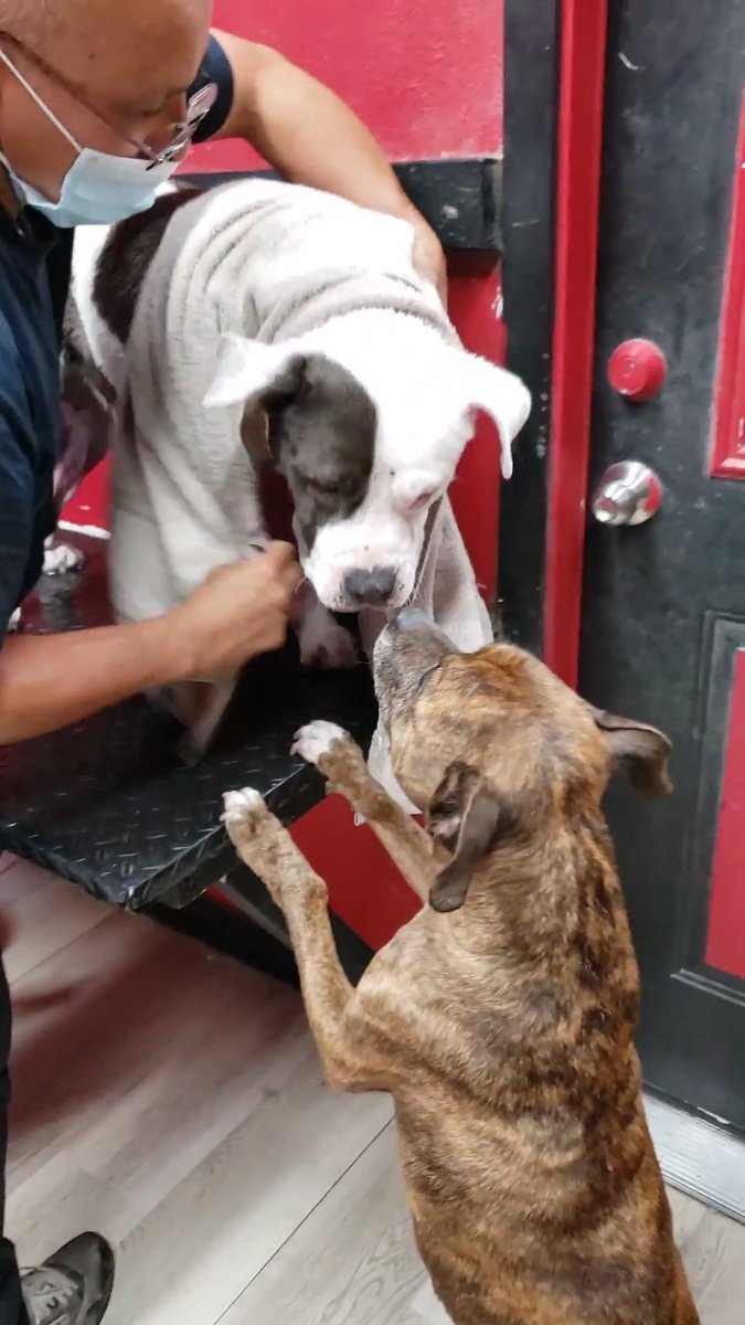 Senior pittie sisters who just lost their dad are attached at the hip — even for bathtime 🥰