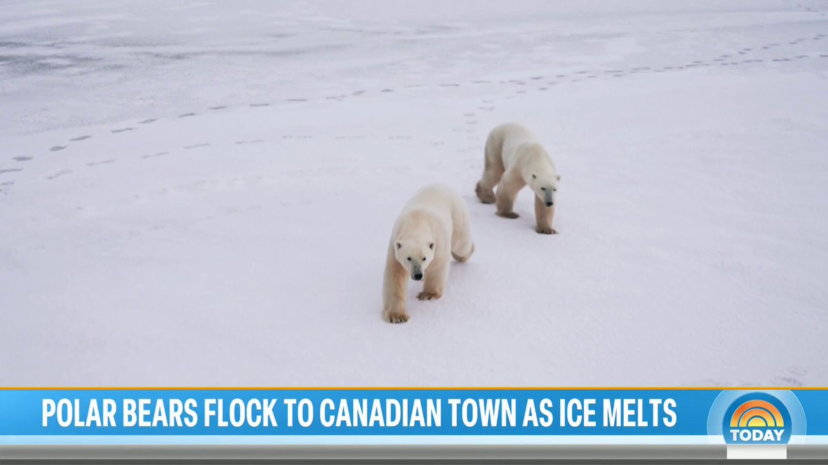 The world's unofficial polar bear capital, the town of Churchill in Manitoba, Canada, has seen an influx. As climate change shrinks their natural habitat, more polar bears are being seen in town. Anne Thompson checks in with the team keeping residents safe.