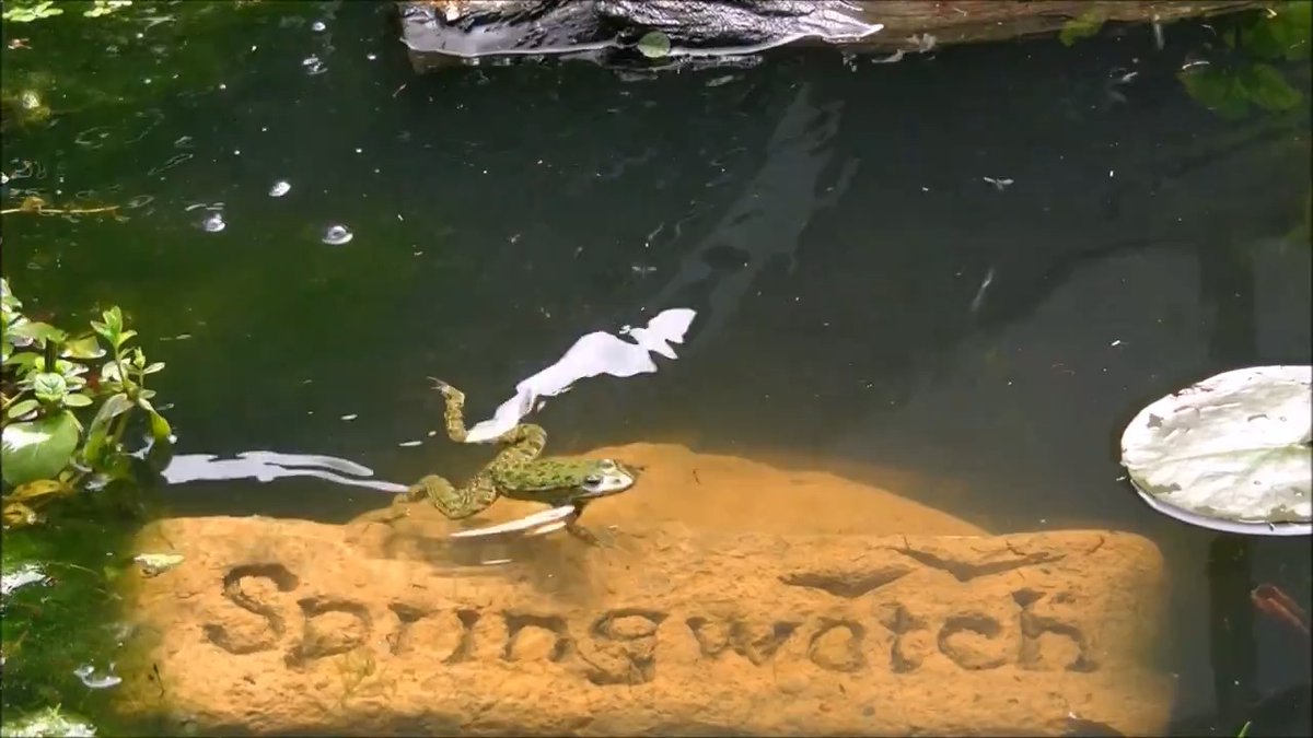 Over the last ten years, by simply rewilding and adding a few ponds, woodpiles and rockpiles, I've transformed a lifeless inner city garden into a haven for nature. Wishing you and yours all the very best and thank you for all your kind comments #Pondwatch