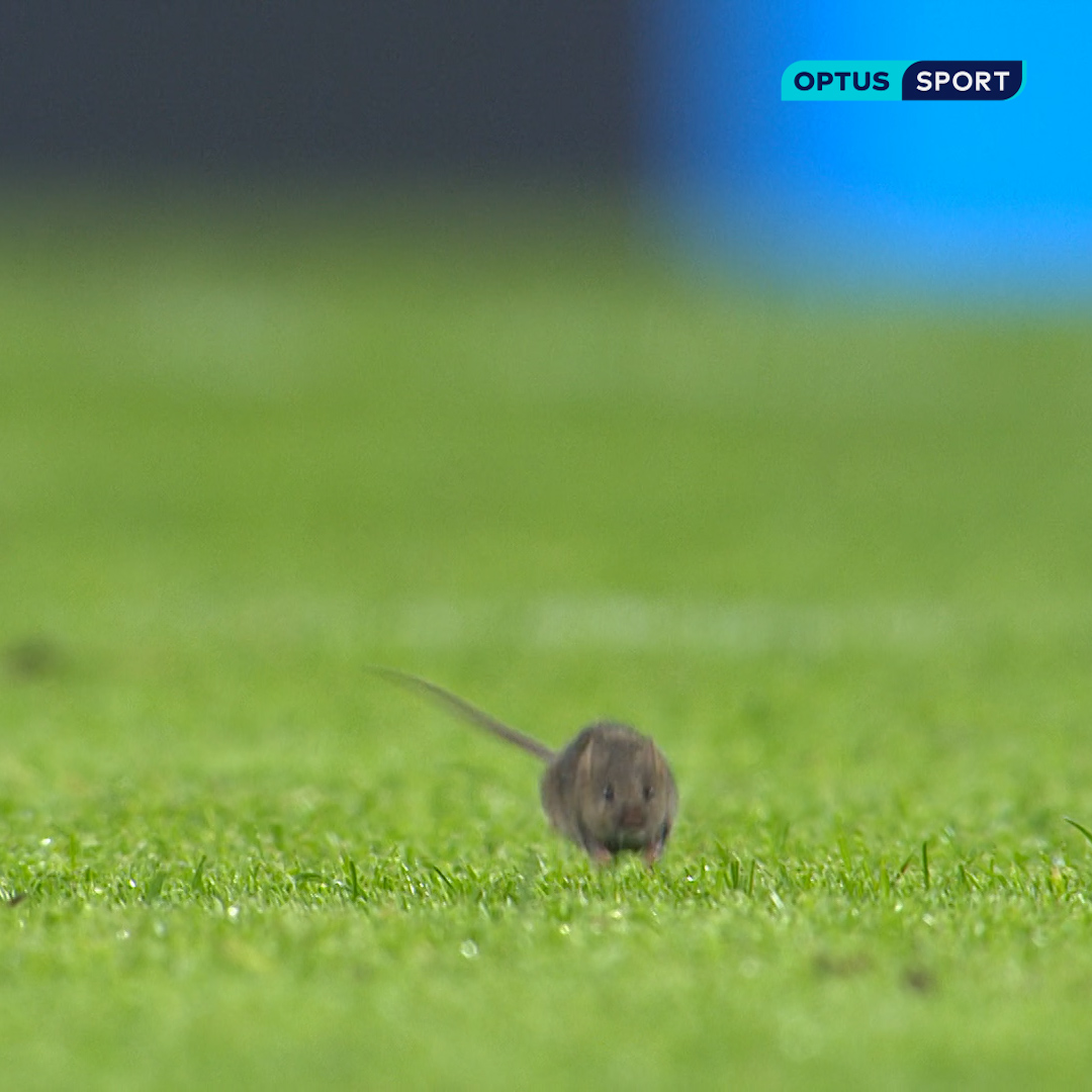 There’s a rat on the pitch at the Etihad Stadium 🐭😅
