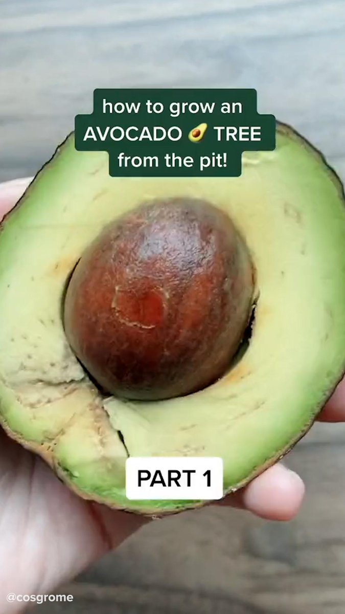 Growing An Avocado Tree
