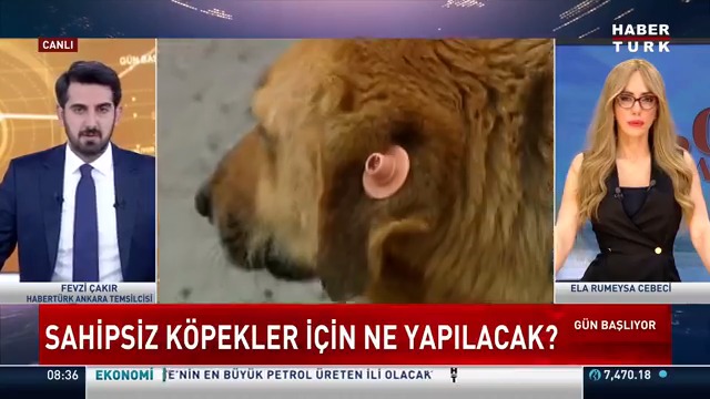 📌Sahipsiz köpek sorunu nasıl çözülür? Habertürk Ankara Temsilcisi Fevzi Çakır #GünBaşlıyor'da Ela Rumeysa Cebeci 🇹🇷'ye değerlendirdi.