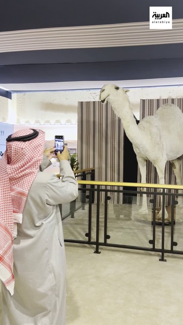 بعد موتها .. تحنيط الناقة "خزامة" التي وصلت قيمتها إلى 30 مليون ريال ورفض مالكها البيع لتموت بعد ذلك بأيام . -