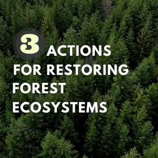 Forests provide us with clean air, fresh water, carbon storage, and house a majority of Earth's biodiversity. This is how you can help restore them. #GenerationRestoration