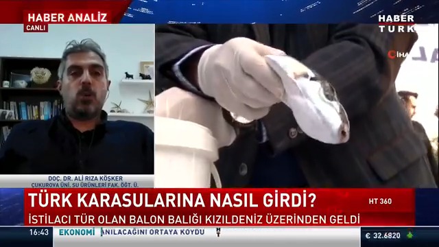 📌Balon balığından 7 kişi zehirlendi. Zehirlenen 7 kişiden 6'sı taburcu oldu. Türkiye'de balon balığı neden arttı? #HT360'ta Dilek Gül sordu; Çukurova Üniversitesi Su Ürünleri Fakültesi Öğretim Üyesi Doç. Dr. Ali Rıza Köşker yanıtladı.