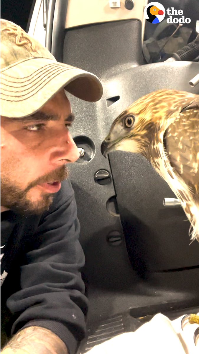 No wildlife rescue is too risky for this guy — wait for the deer in a net! ❤️