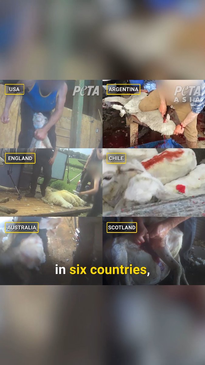Think shearing sheep for wool is ‘like a haircut?’ WATCH THIS 👇 After over a DOZEN investigations in SIX different countries, it’s clear that mutilation &amp; abuse are rampant in the wool industry. Don’t support this, NEVER buy wool.